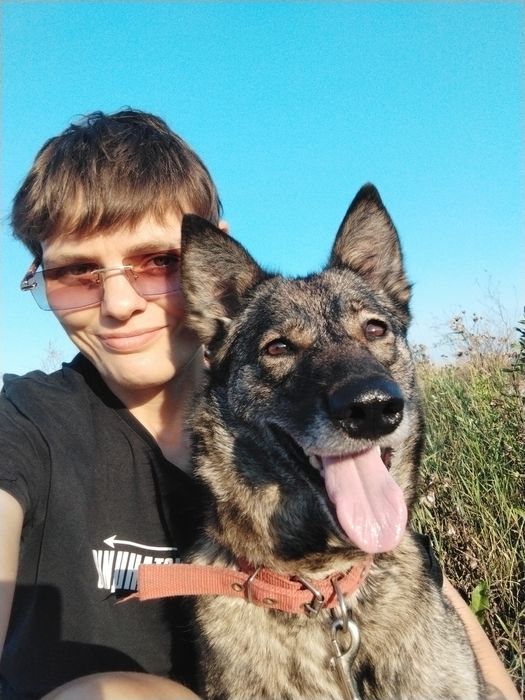 Собака в поиске дома