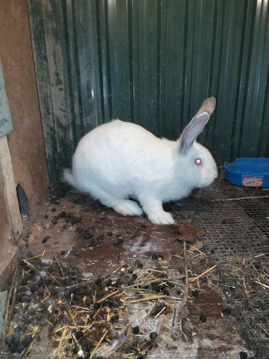 Кролики кролики кролики кролики