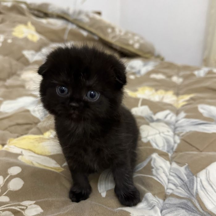 Котята скотиш фолд и скотиш страйт