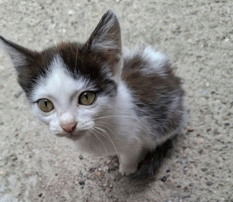 Котенок девочка трехцветная