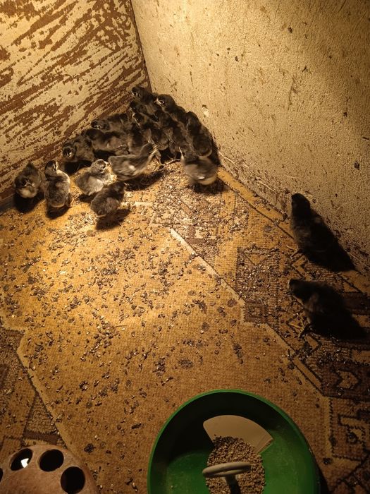 Малки пиленца Австралорп