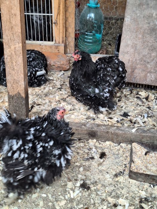 cochinchina pitic Pereche Alb