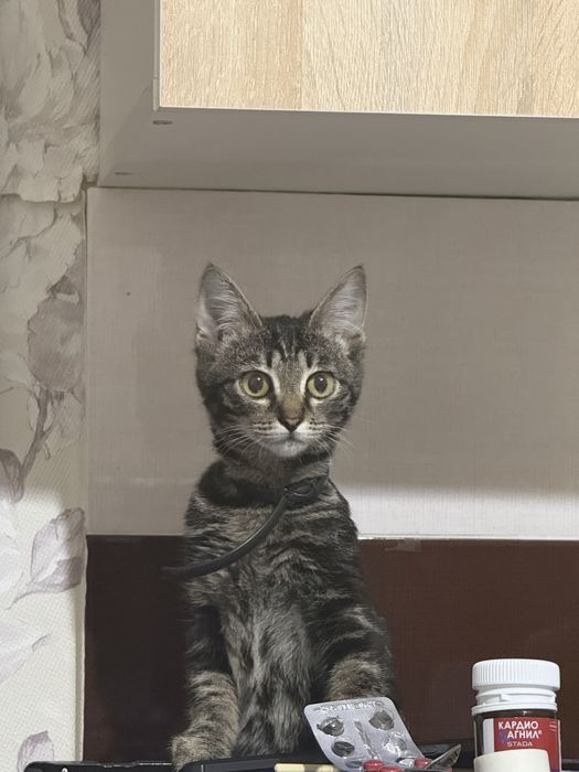 Отдам котенка бесплатно