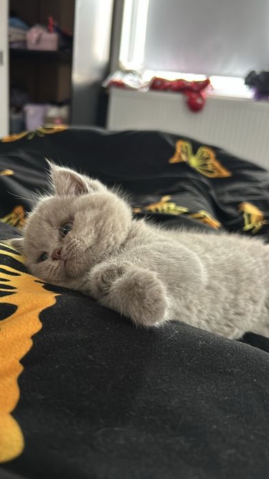 Băiețel british shorthair pedigree