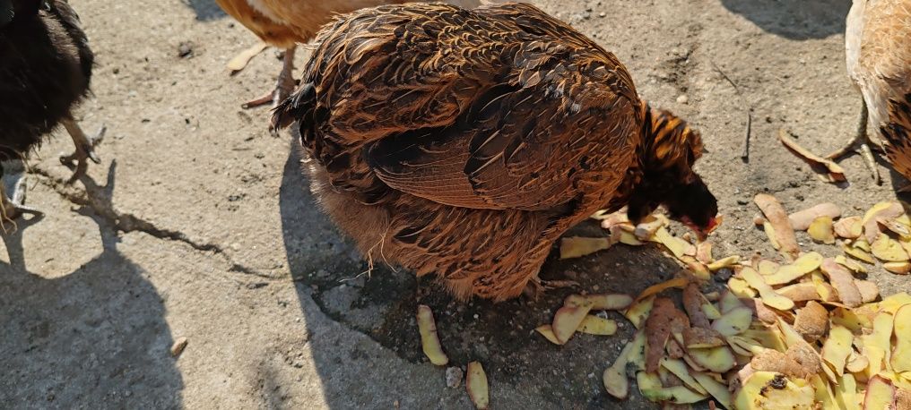 Vând oua proaspete de găini de rasa Araucana pentru  incubat