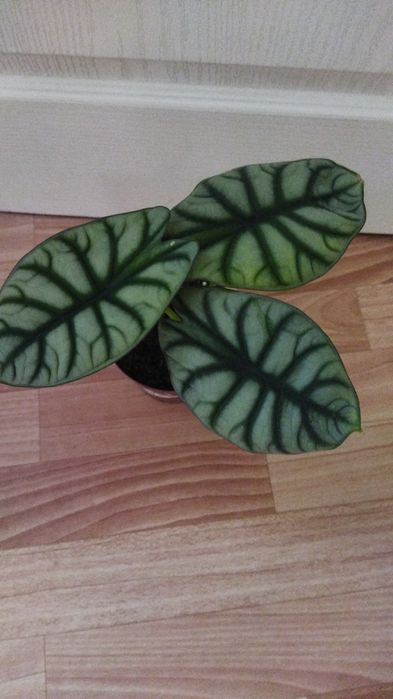 Комнатные цветы продам