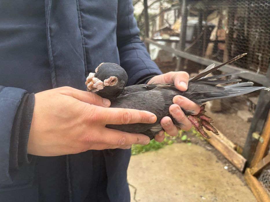 Vand voiajori ornament