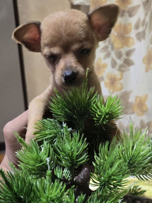 **Мини чихуахуа***