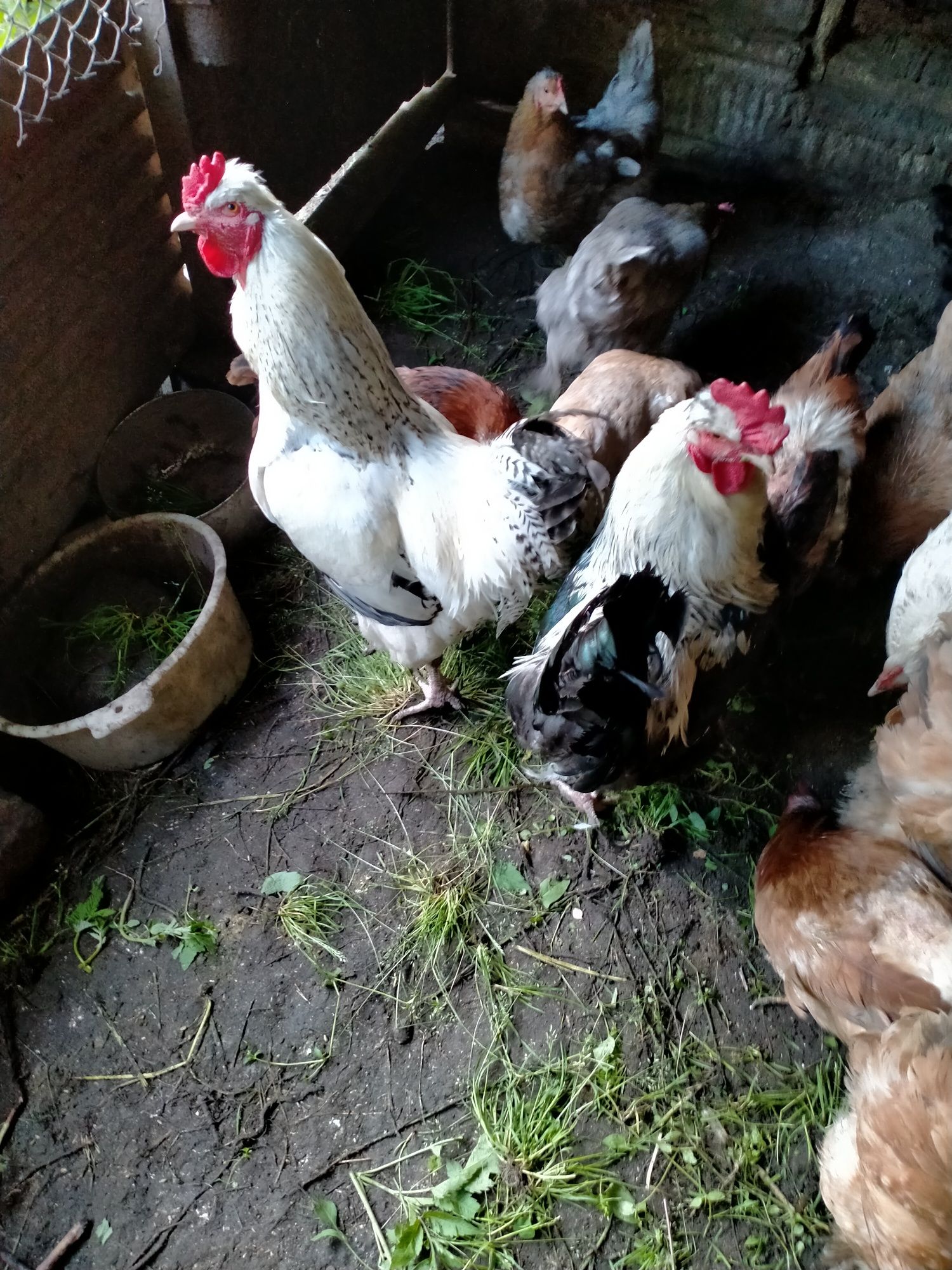 Продам яйца куриные  на инкубацию