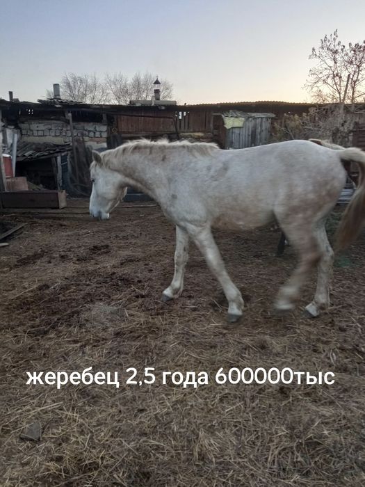Жеребец  2.5 года