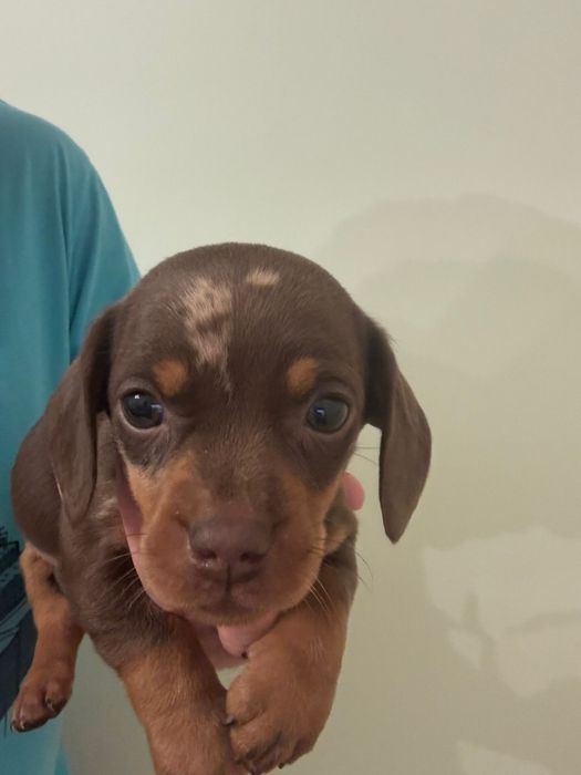 Femela Teckel  cu carnet de sanatate