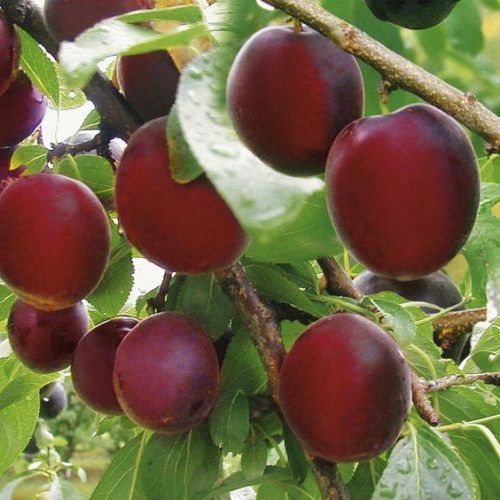 Pomi Fructiferi deosebiti  cais apeikira