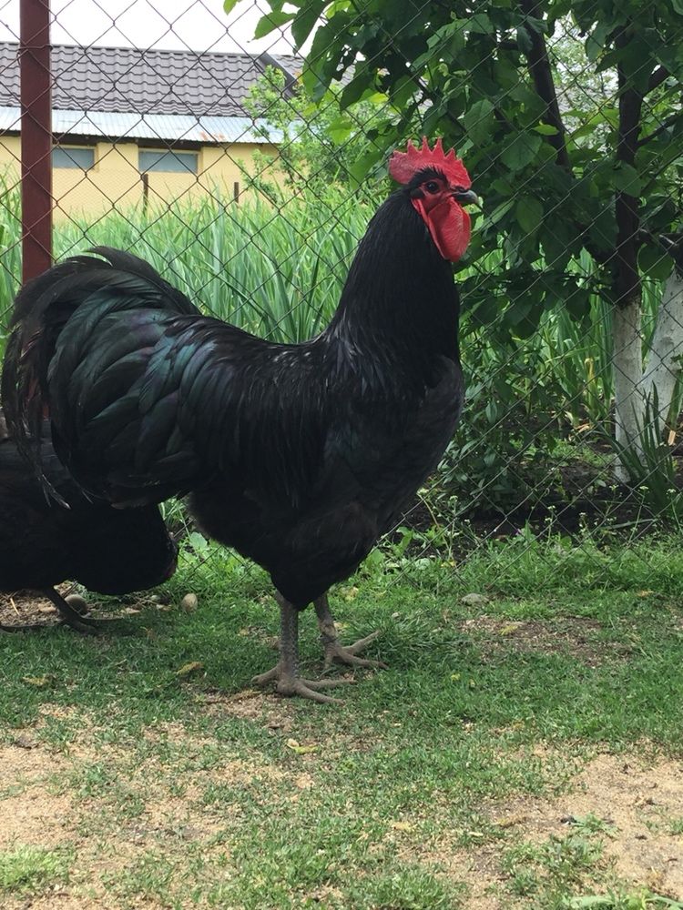 Gaini australorp negru si albastru