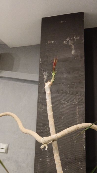 Палма драцена 2,5м