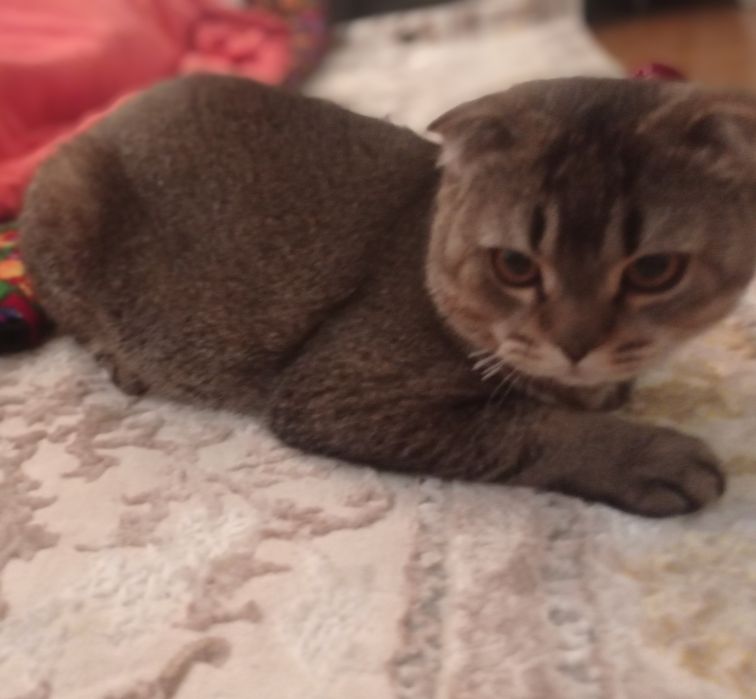 Вязка кошка имя Барон 2 год был