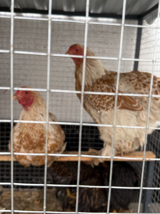 Срочно Товук сотилади