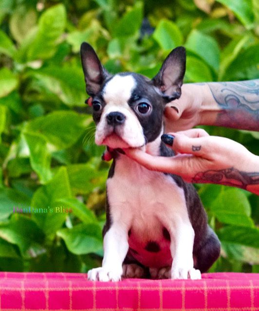 Baietel boston terrier cu pedigree