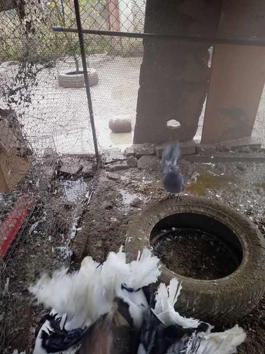 Porumbei de vânzare