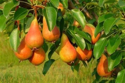 Par (Soiul Mirandino Rosso )