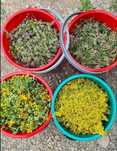 Plante medicinale