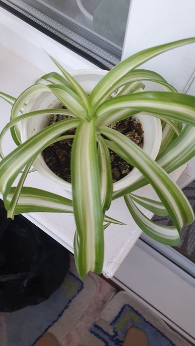 Кудрявый хлорофитум