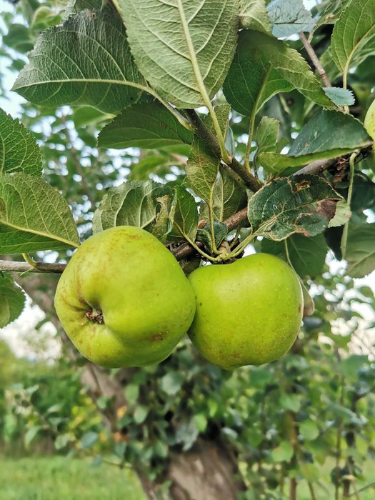 Pomi fructiferi de vânzare din soiuri vechi