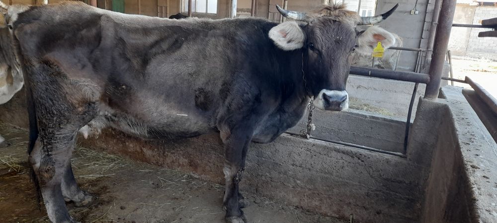 Продам стельных коров.