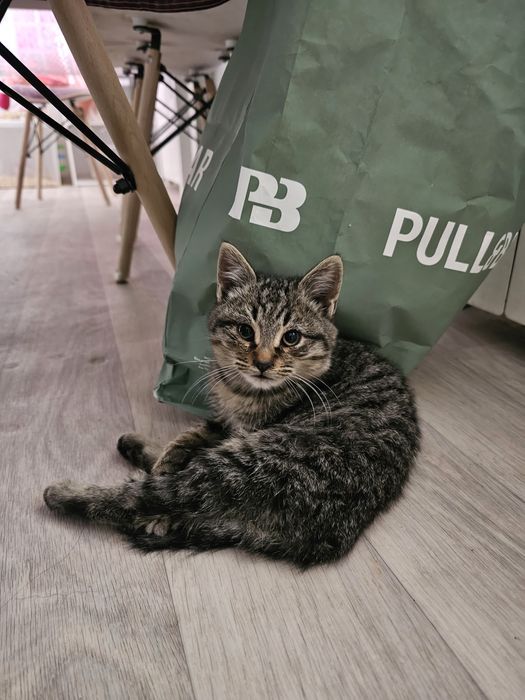 Котёнок в добрые руки