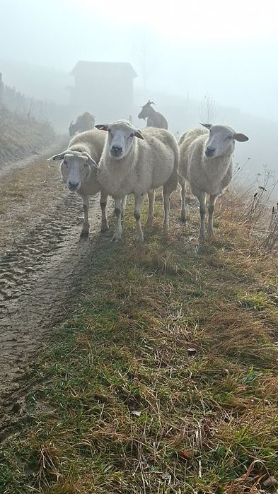 Vând oi texel sau schimb cu oi breze