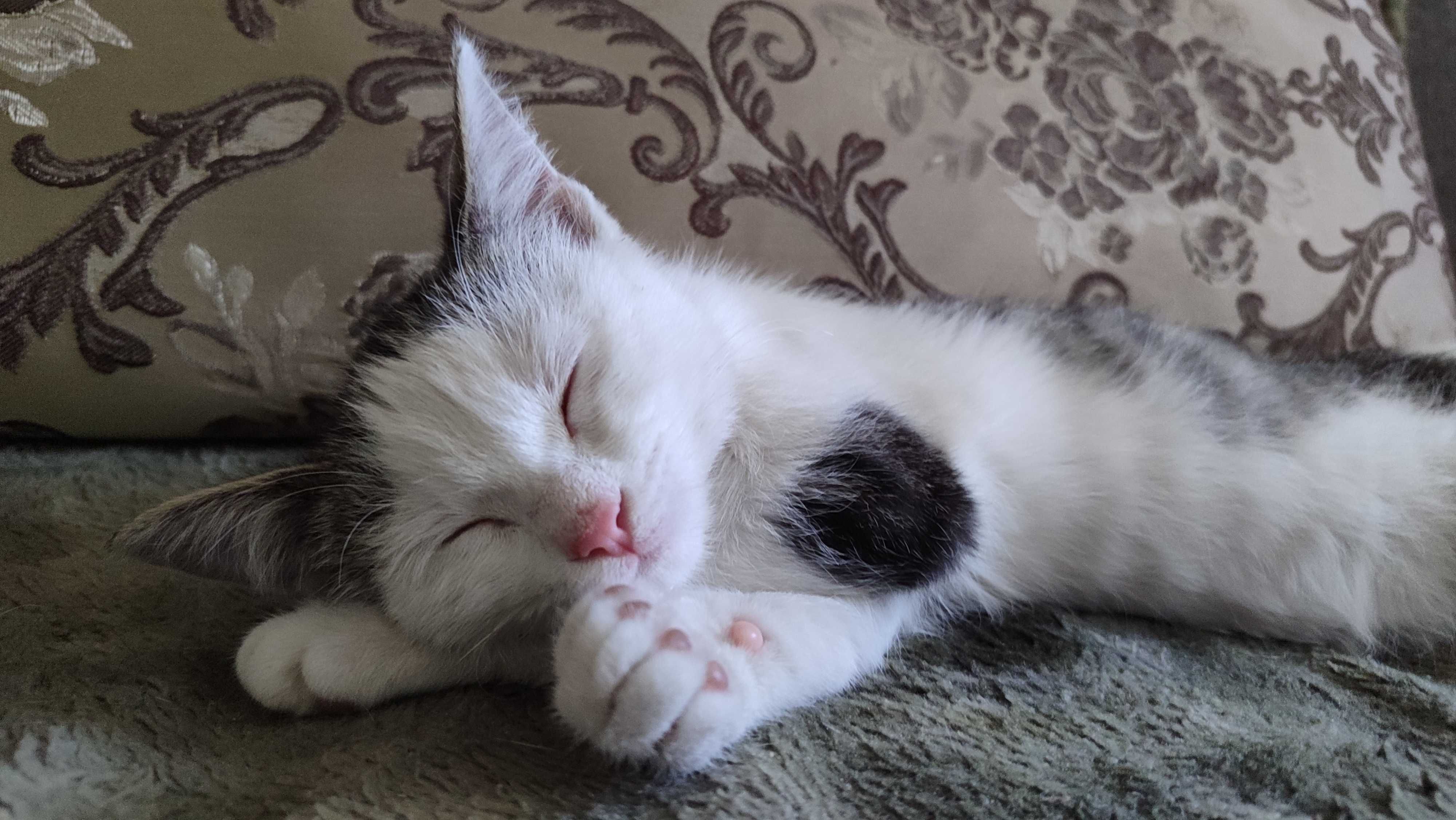 Котенок-талисман