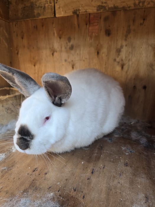 Vând iepure californian