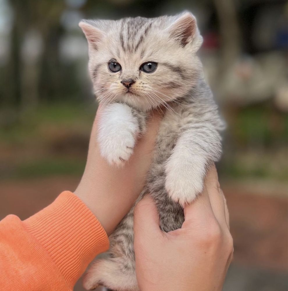 British shorthair tabby