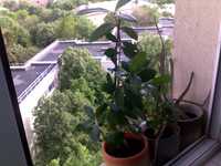 Dafin , planta de apartament.