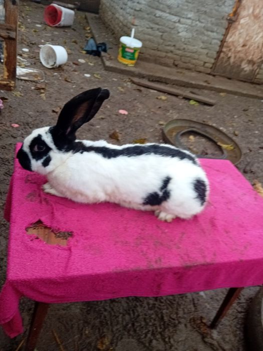 Vând/schimb femela fluture german