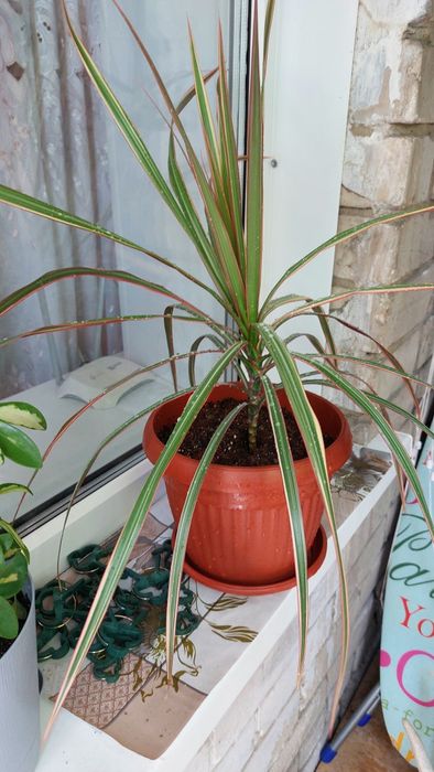 Красивая Драцена