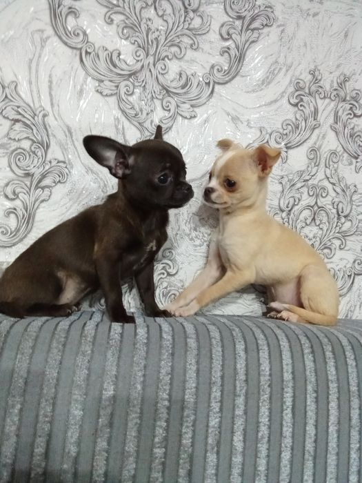 Мини чихуахуа мъжко и женско