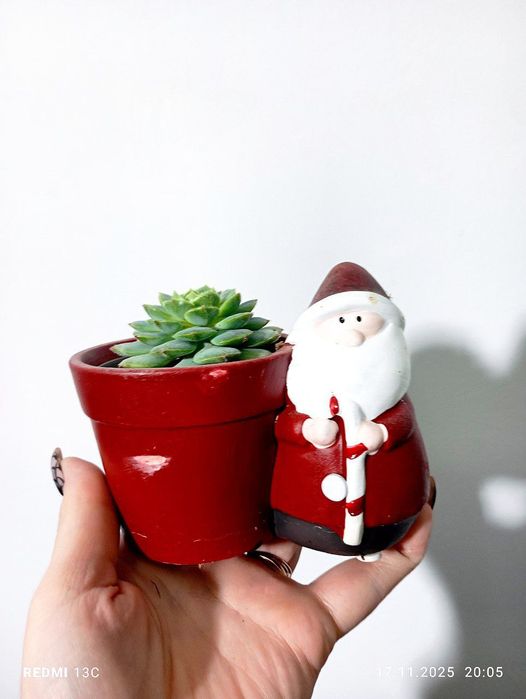 Кактусы суккуленты новогодние подарки