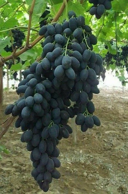 Vita de vie nobila soiuri negre de masa