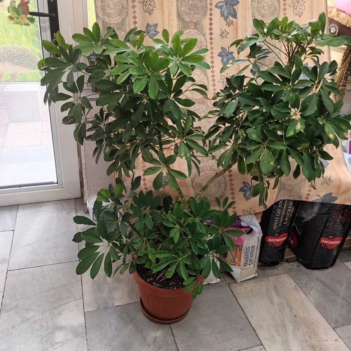 Шефлера 115см.-50лв