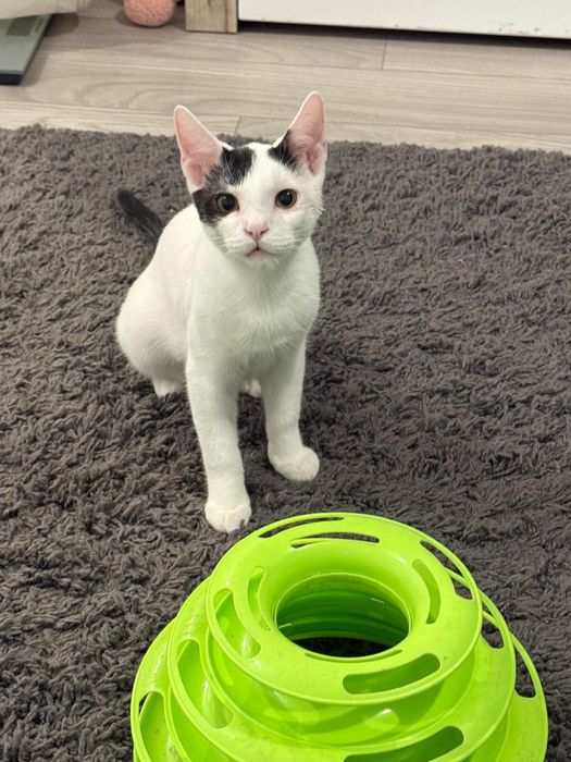 Adoptie 2 pui pisica rasa metis varsta 5 luni