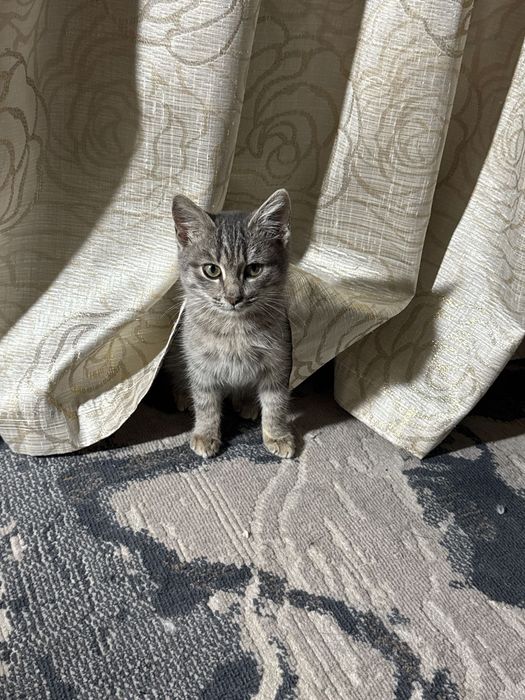 Отдам в добрые руки