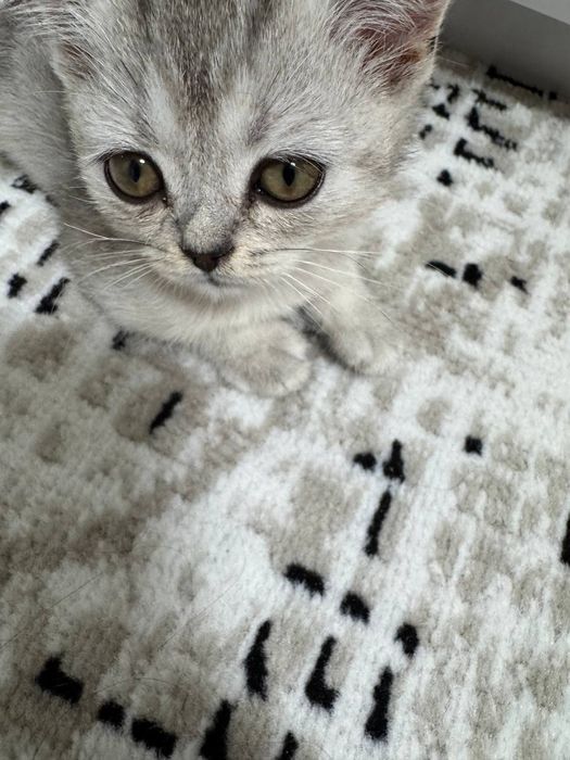 Shatlaniskiy shinshilla 6 oylik buldi