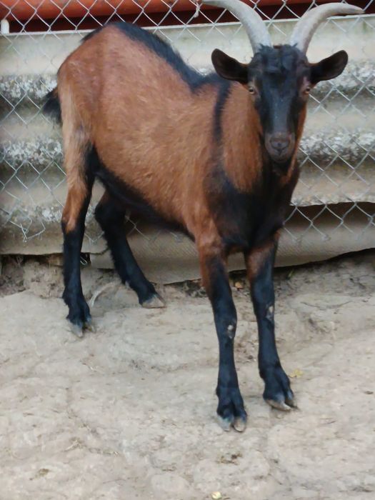 Țap Alpin Francez