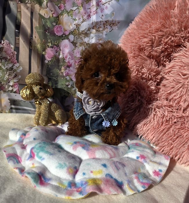 Запазена! Пудел тийкъп момиче всички ваксини