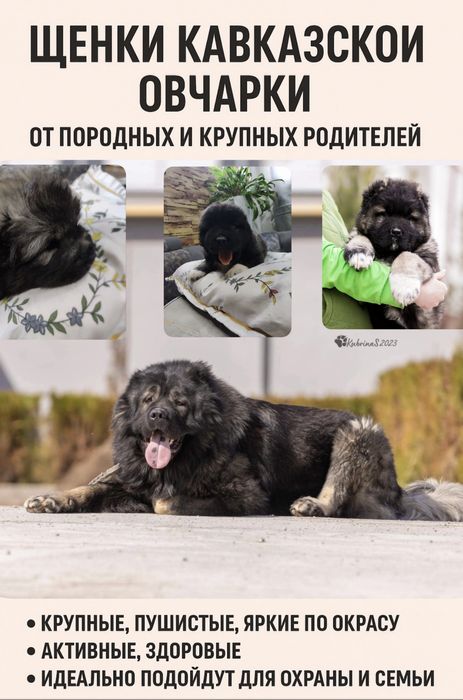 Щенки кавказской овчарки