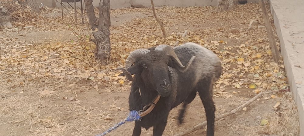 Кучкор кузи сотилади галишамиз