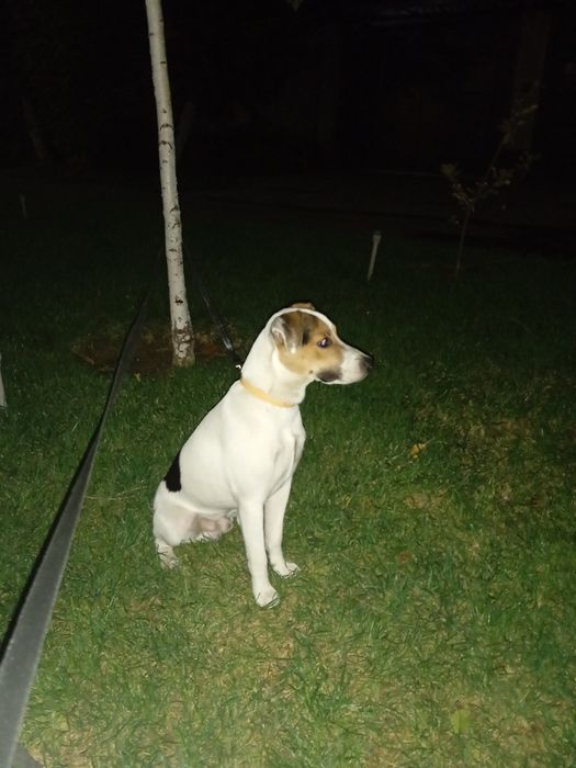 Парсон Джек- Рассел-терьер