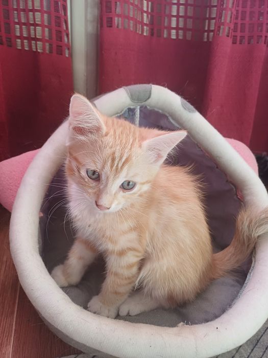 Отдам хороших котят в заботливые ручки