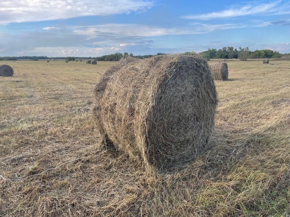 Продам сено в рулонах