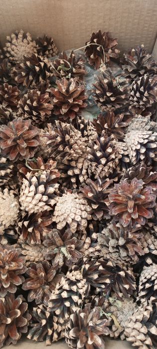 Сосновые шишки сухие